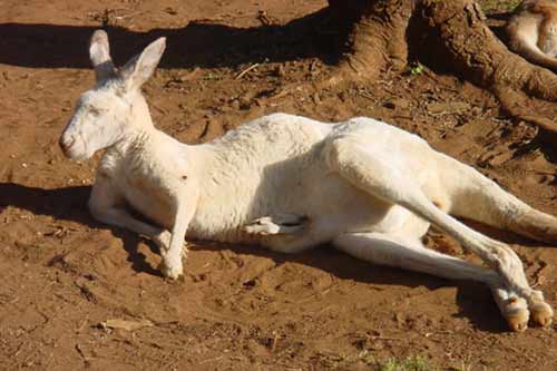 Large white kangaroo lying down