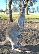 Kangaroo and pouched joey