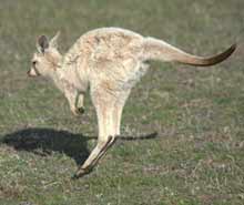 white kangaroo4