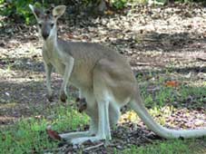 Antilopine Wallaroo