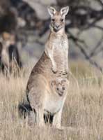 Eastern Grey Kangaroo