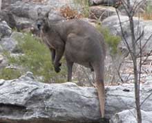 Northern Black Wallaroo