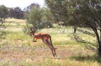 Red Kangaroo