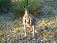 Western Grey Kangaroo